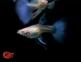 Blue Topaz Angel Halfmoon Ribbon Guppy